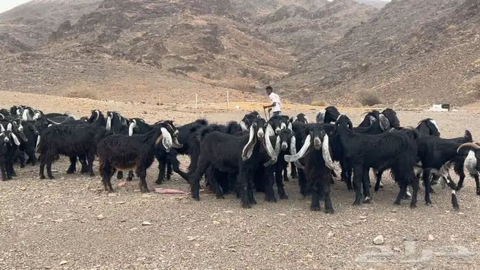 جفار عوارض صنف مضريع ودفيع طيبه 6