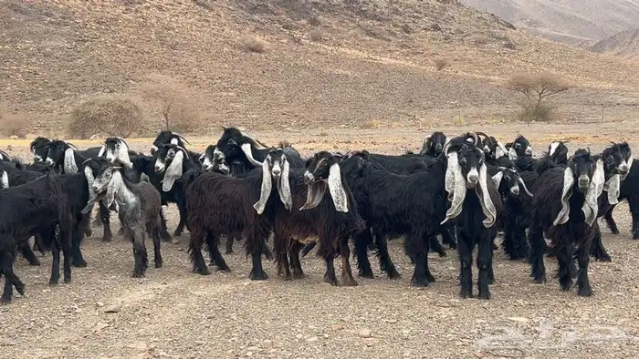 جفار عوارض صنف مضريع ودفيع طيبه 4