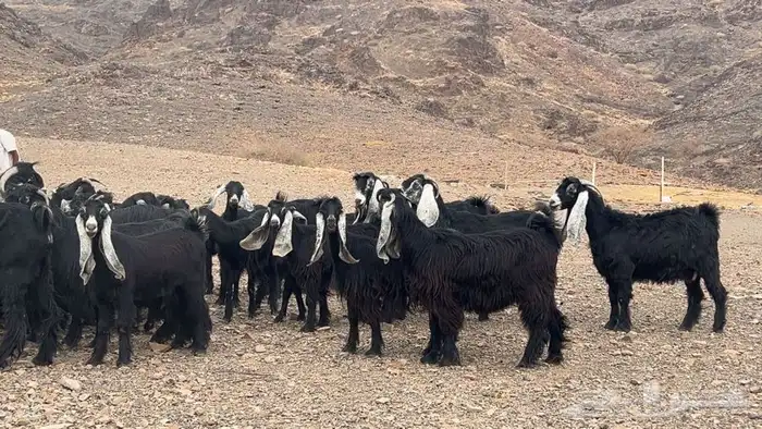 جفار عوارض صنف مضريع ودفيع طيبه 3