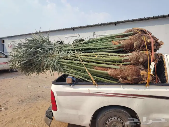 نخل للبيع مثمرة في مكه جده 3