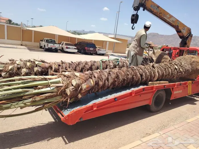 نخل للبيع مثمرة في مكه جده 5