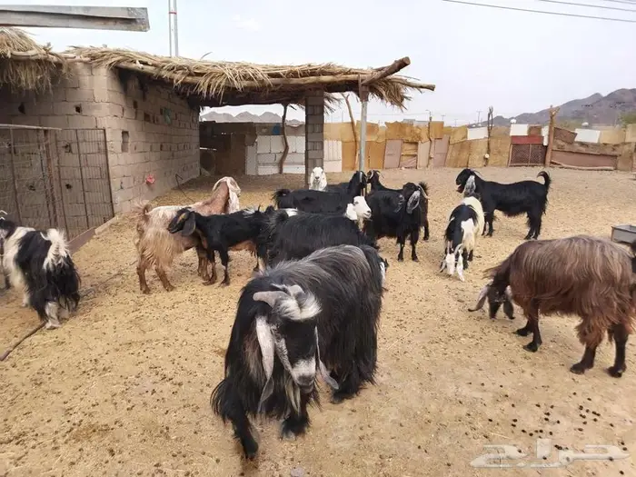 معزاء ولد ودفيع ومضاريع 6