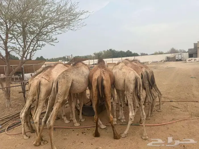 حواشي صوماليه للبيع جمله اسعار منافسه 1