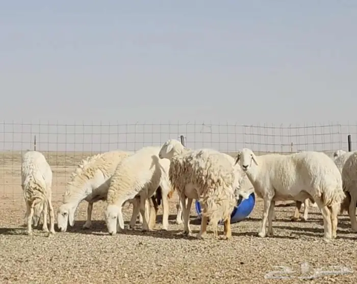 غنم حرية صنف جرم ووبرة 2