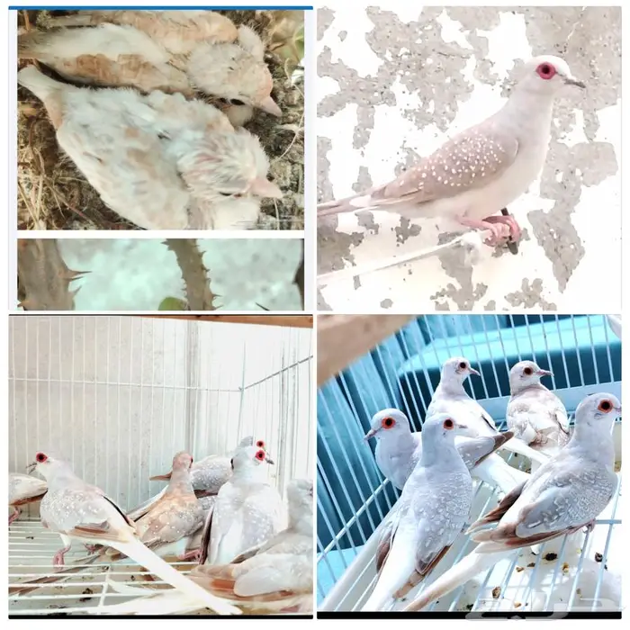 حمام ماسي منتج اكثرهم طفرات اورنج ولايت وسلفر 0