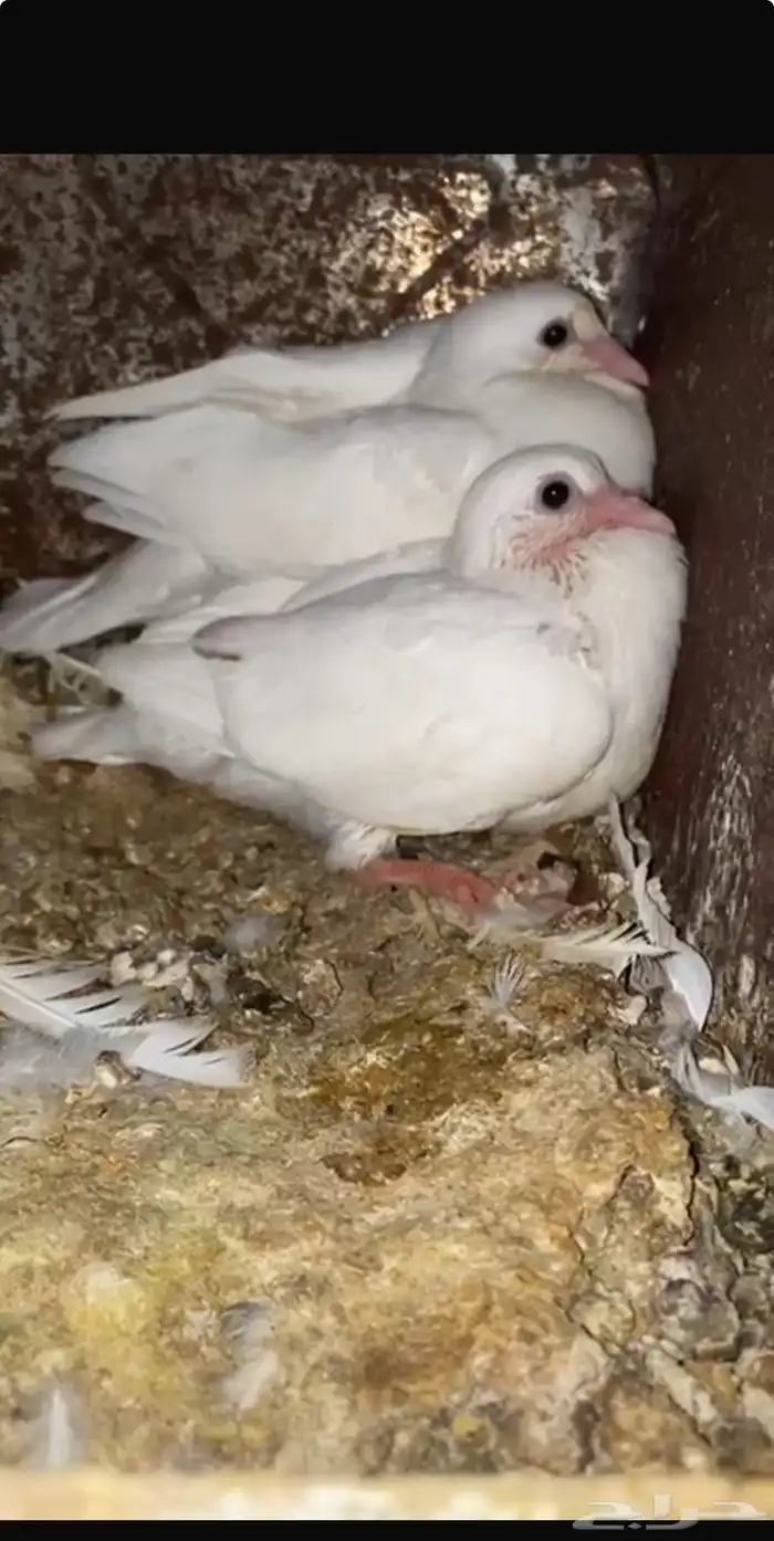 حمام فرنسي فااخر 3