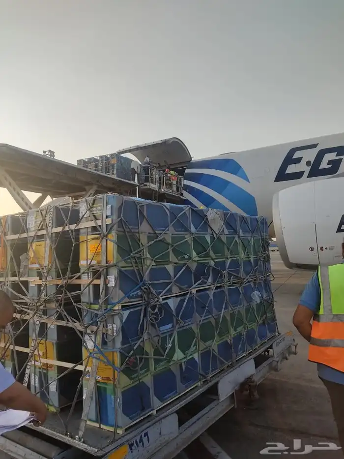 نحل مصري مضمون   توصيل لجميع مناطق السعودية 8