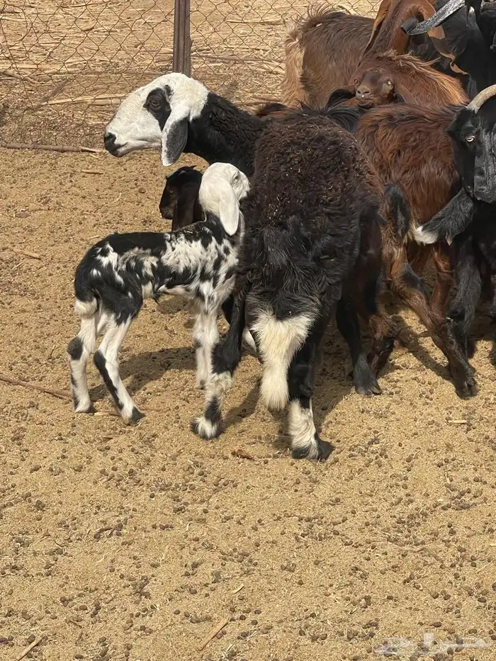 نعجه والد 0