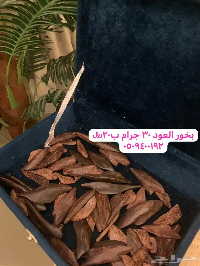 عود موروكي 0