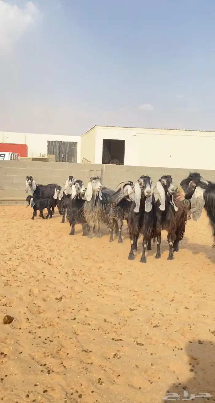 معزا عوارض صنف خلفات 3