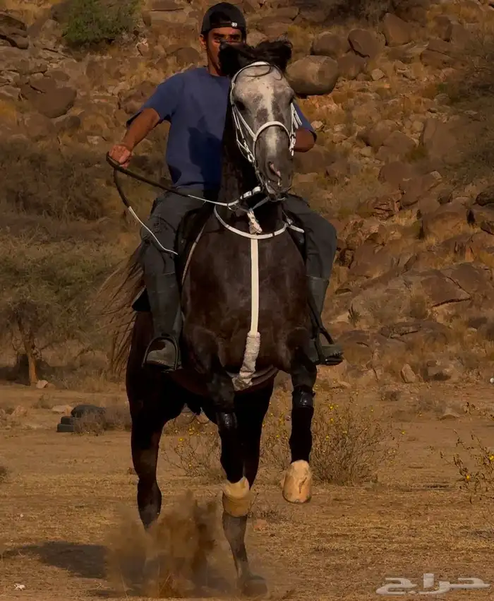 خيل 1