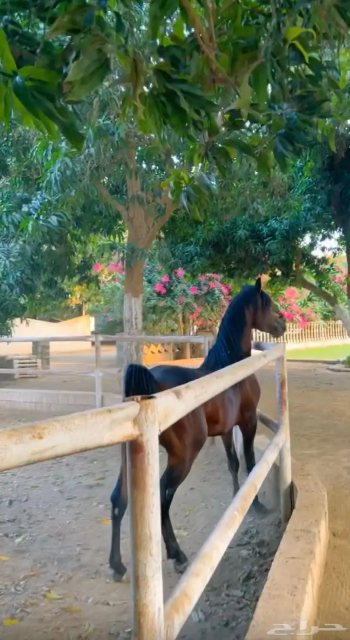 لمحبين تربيت وايواء الخيل والعنايه بها 2