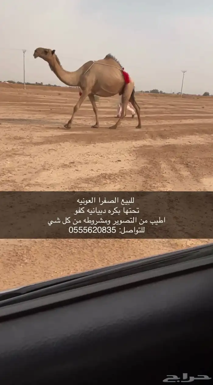 للبيع الناقه الكفو 2