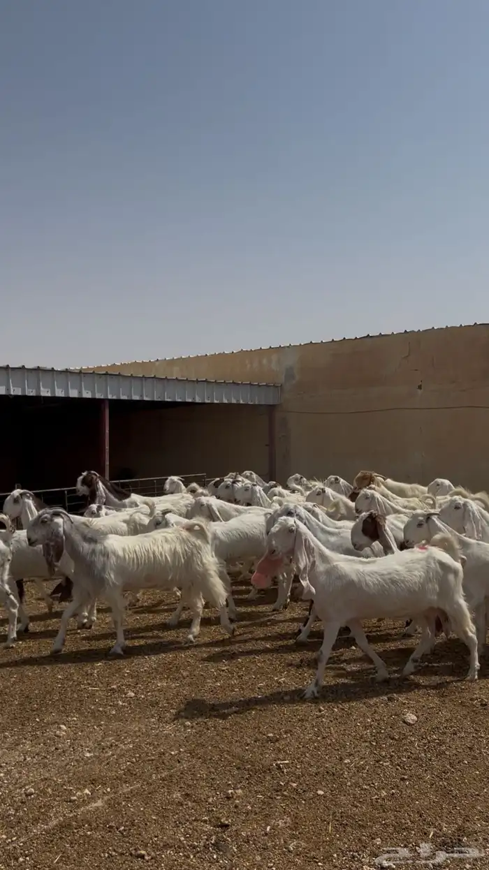 معزا مطورة طيبه 3