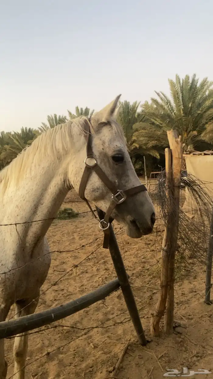 حصان شعبي العمر 4 الطول 5ونص تربيع وتشنيع ويطررب الخيل 2