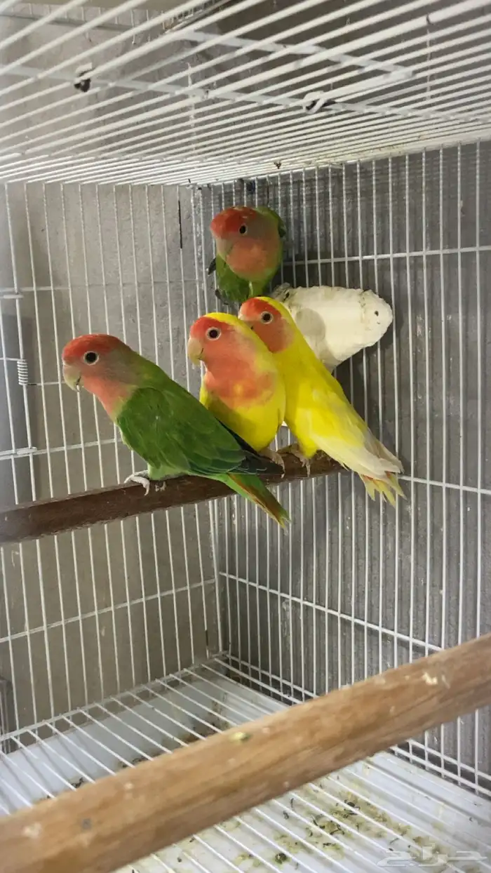 للبيع طيور روز على وشك جهوزية 3