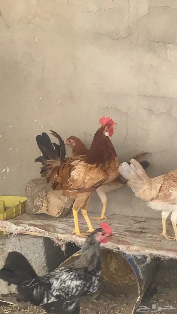 ديكين للبيع 0