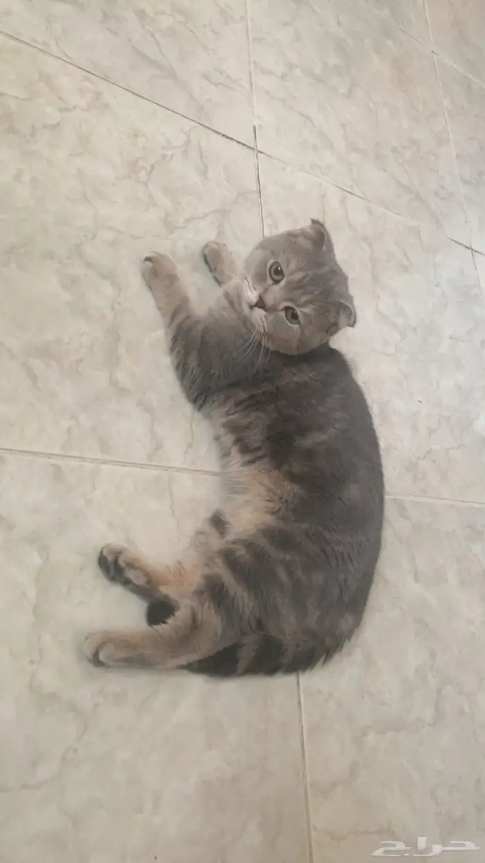 قط ذكر سكوتش 2