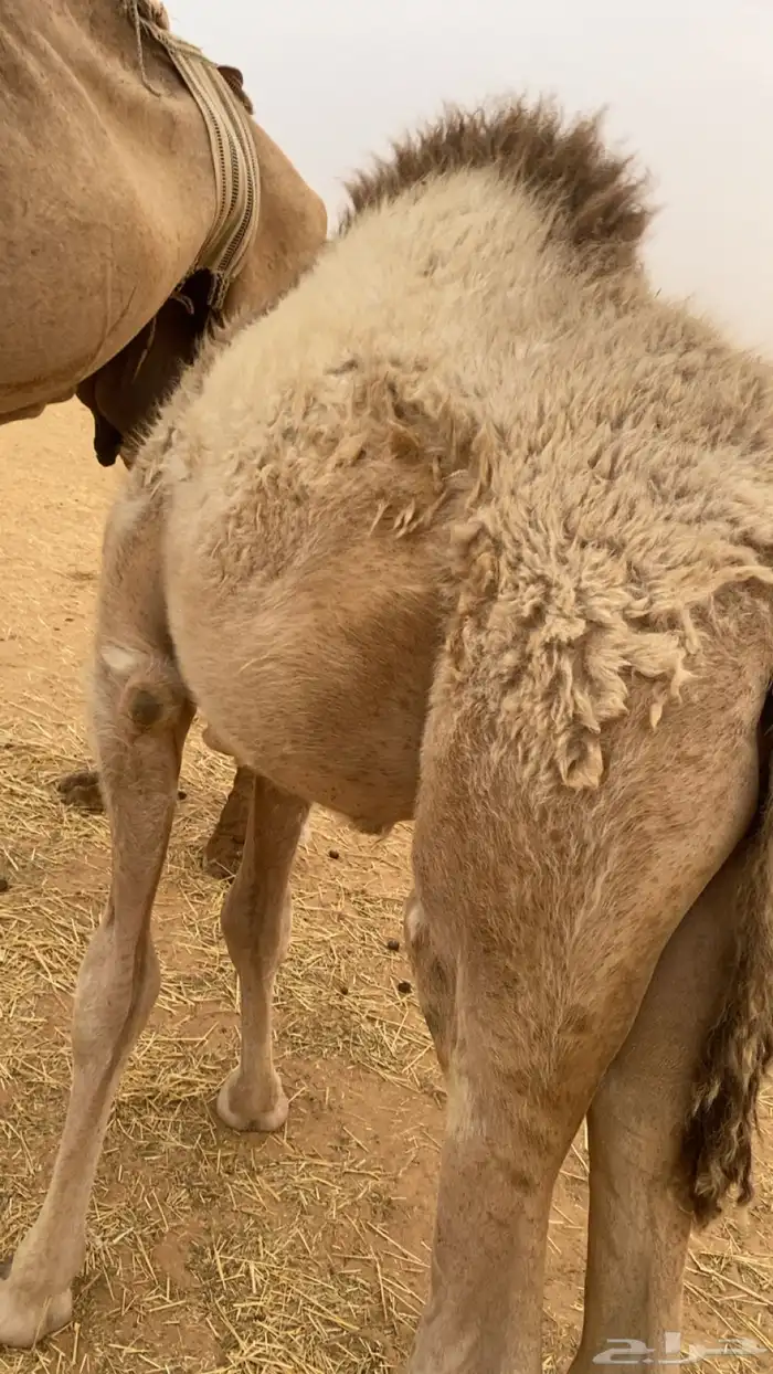 قعود حوار لباني 0