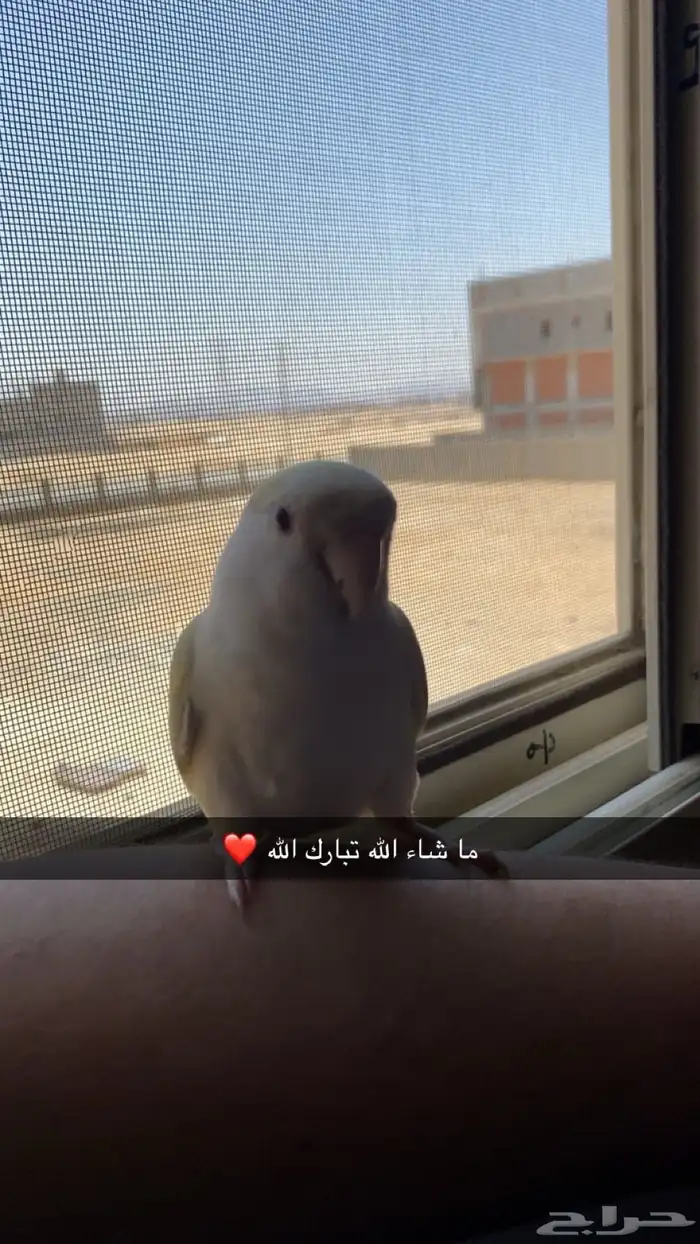 طائر ببغاء روز لون ابيض كريمي مع لمسه لون اصفر 0