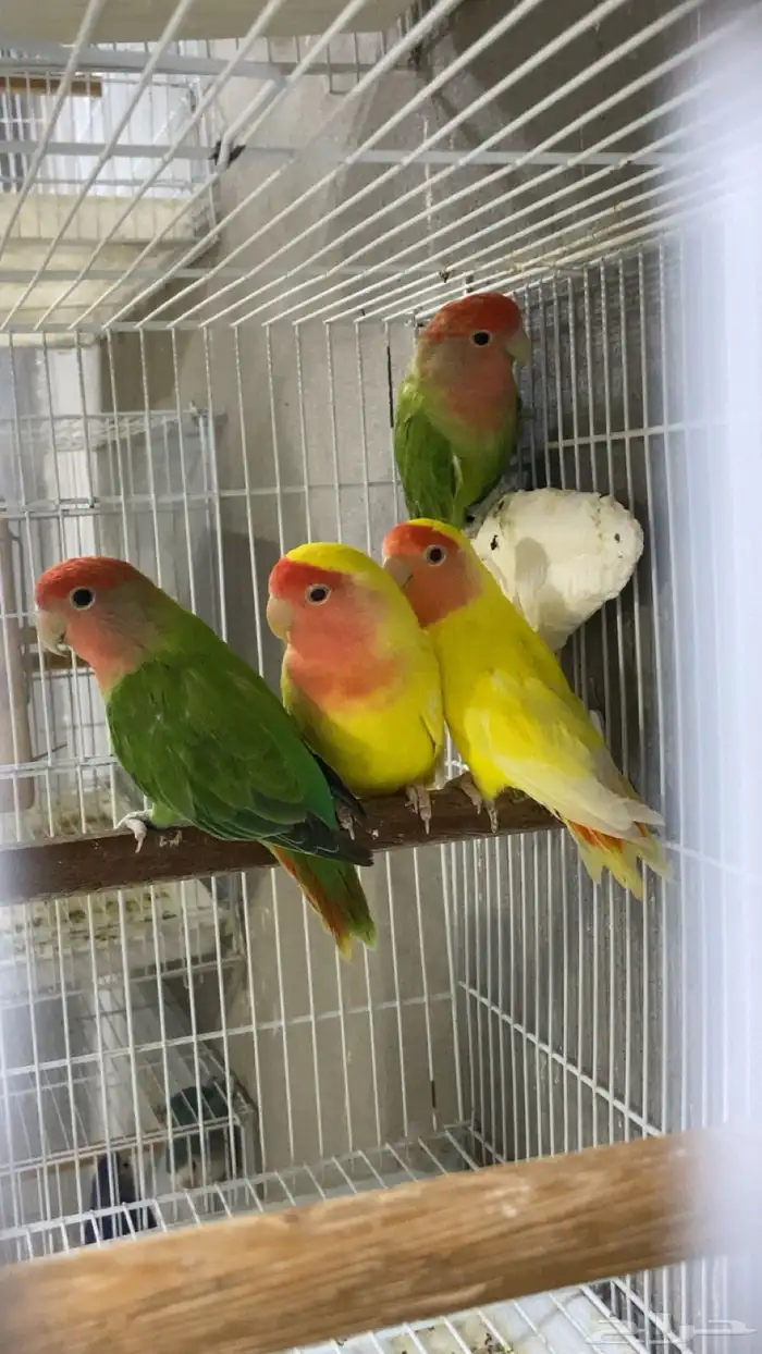 للبيع طيور روز على وشك جهوزية 1
