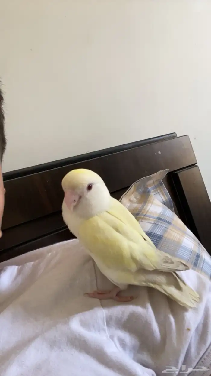 طائر ببغاء روز لون ابيض كريمي مع لمسه لون اصفر 2