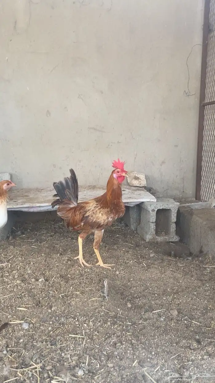 ديكين للبيع 2