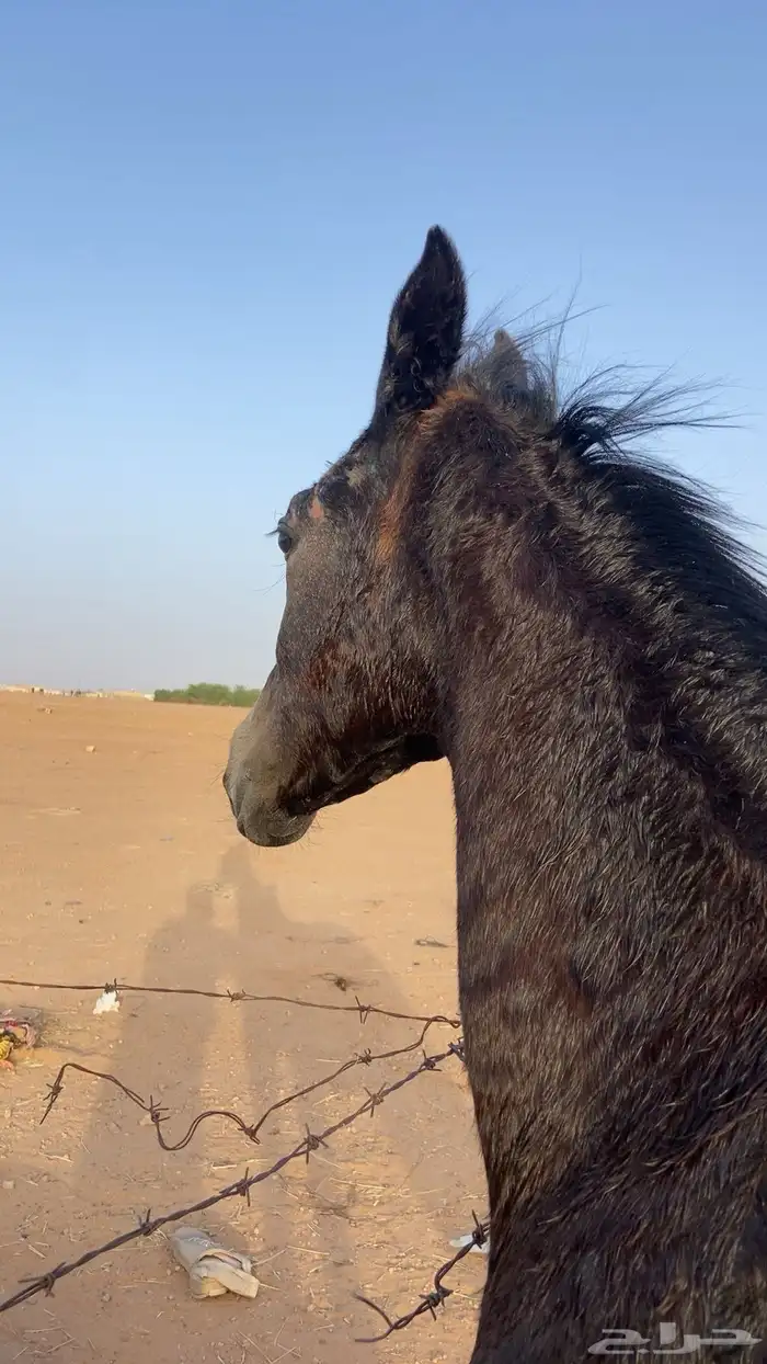 مهرء  شعبي عمره سنه وشهرين الأب م. الأم م اسم جسار 1