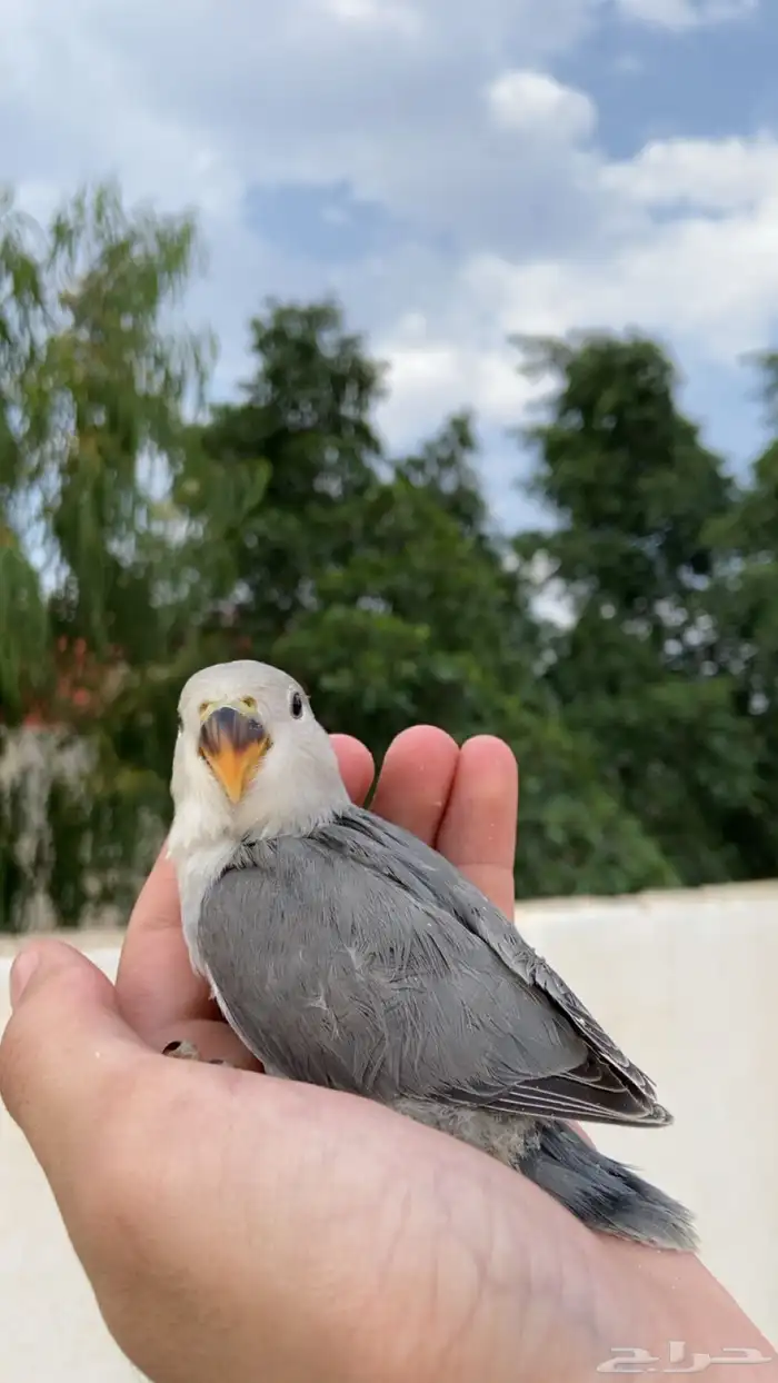 فروخ روز 2