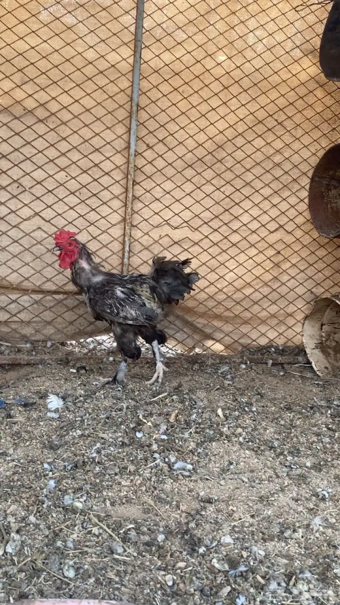 دجاج براهما 2