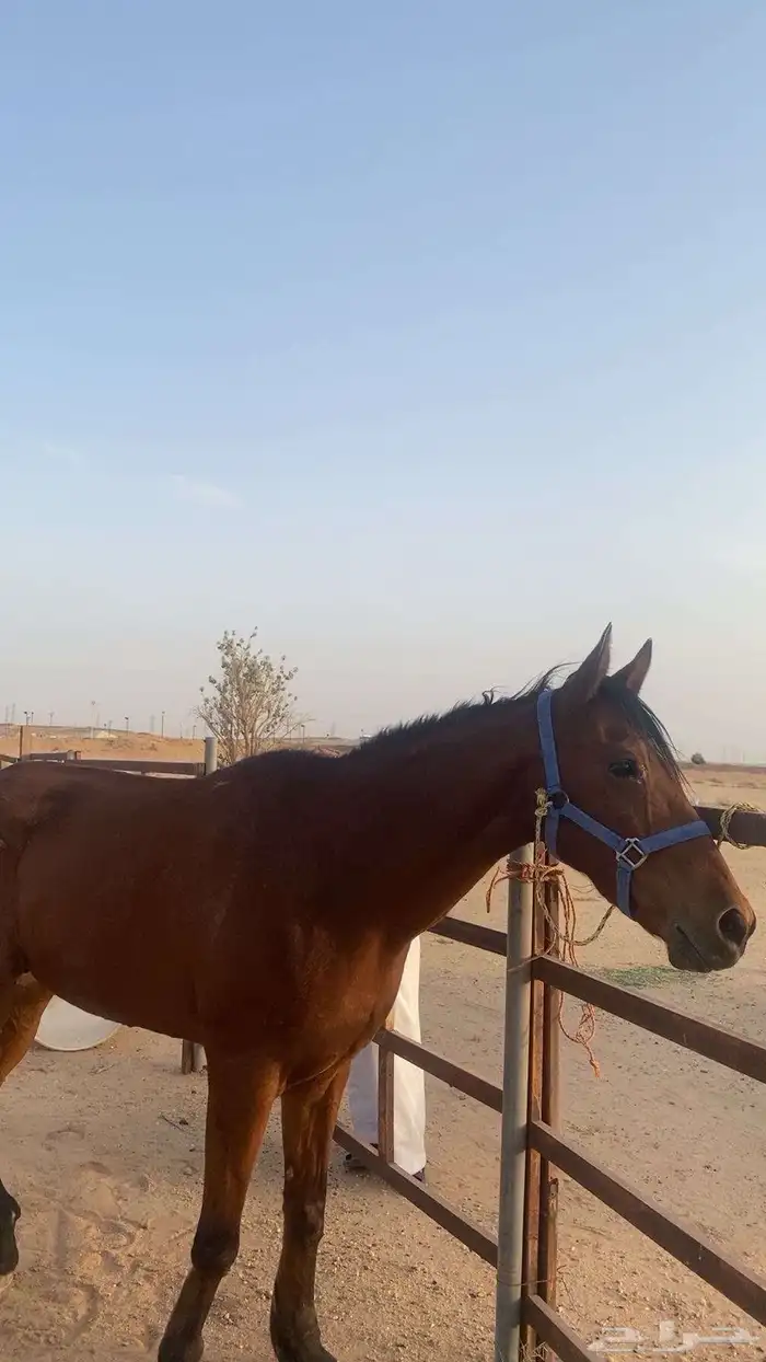 فرس انقليزيه هاديه تنفع لا الصغار للبيع 0