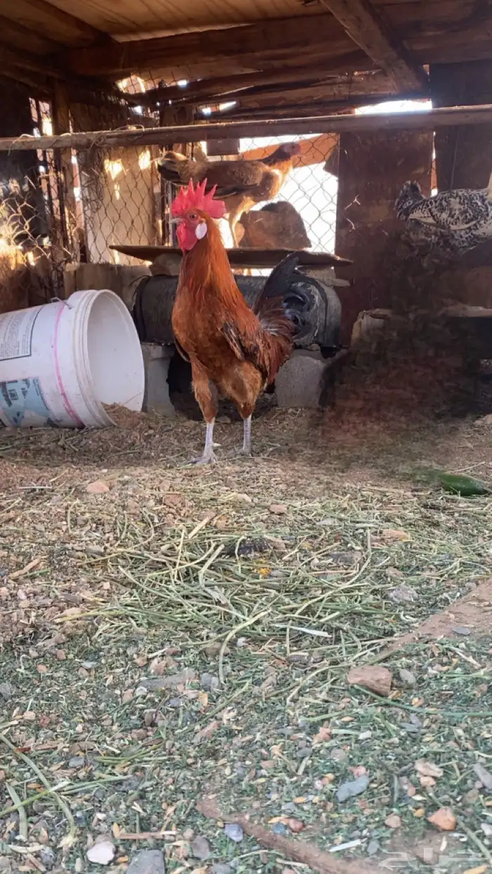 ديك للبيع. اذان وتلقيح ميه بل ميه وحر نوعه بلدي 0