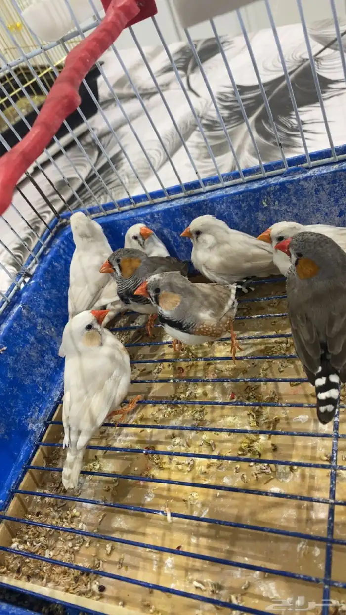 طيور زينه 2