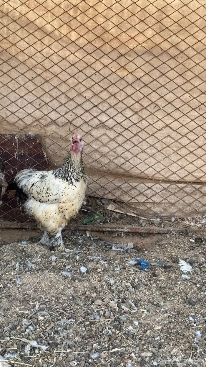 دجاج براهما 1