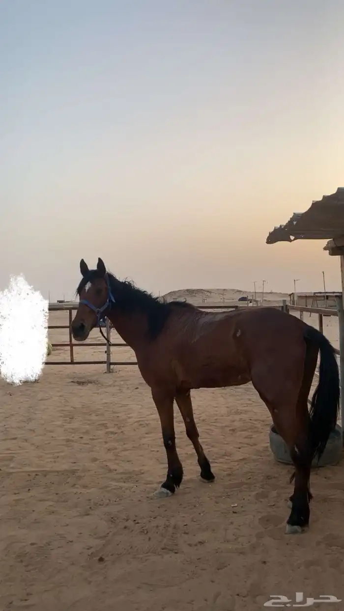 فرس انقليزيه هاديه تنفع لا الصغار للبيع 1