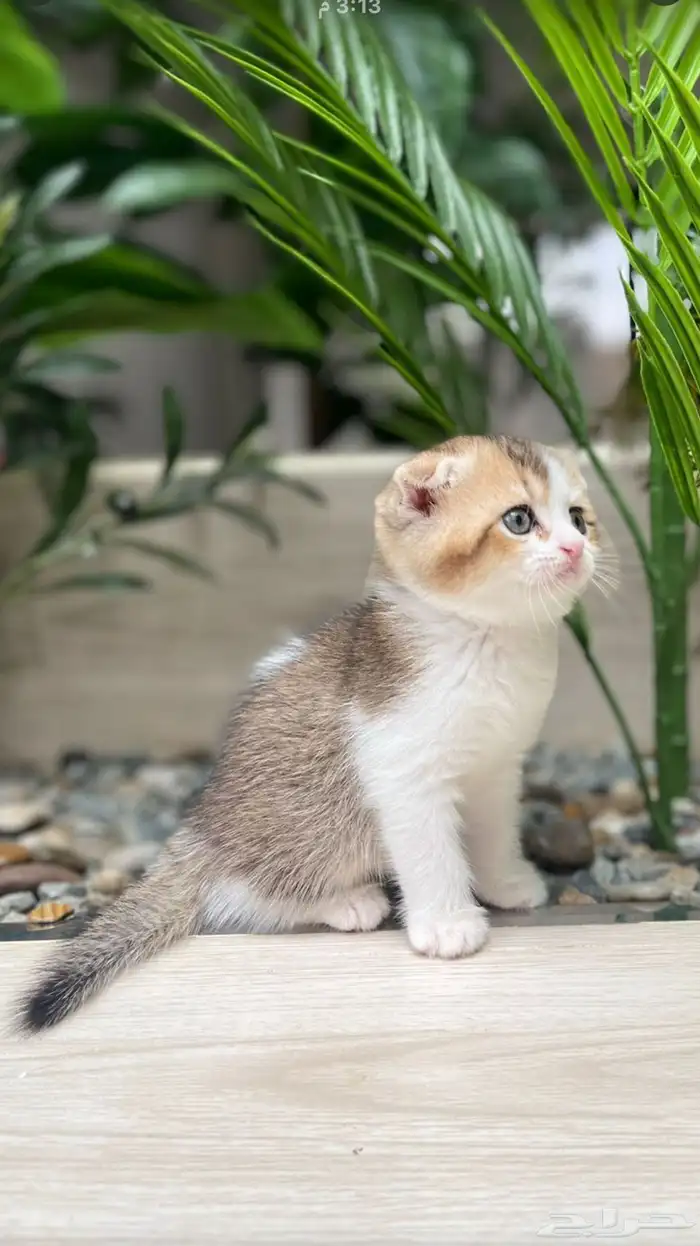 عدد 6 قطط سكوتش فولد بيور 3