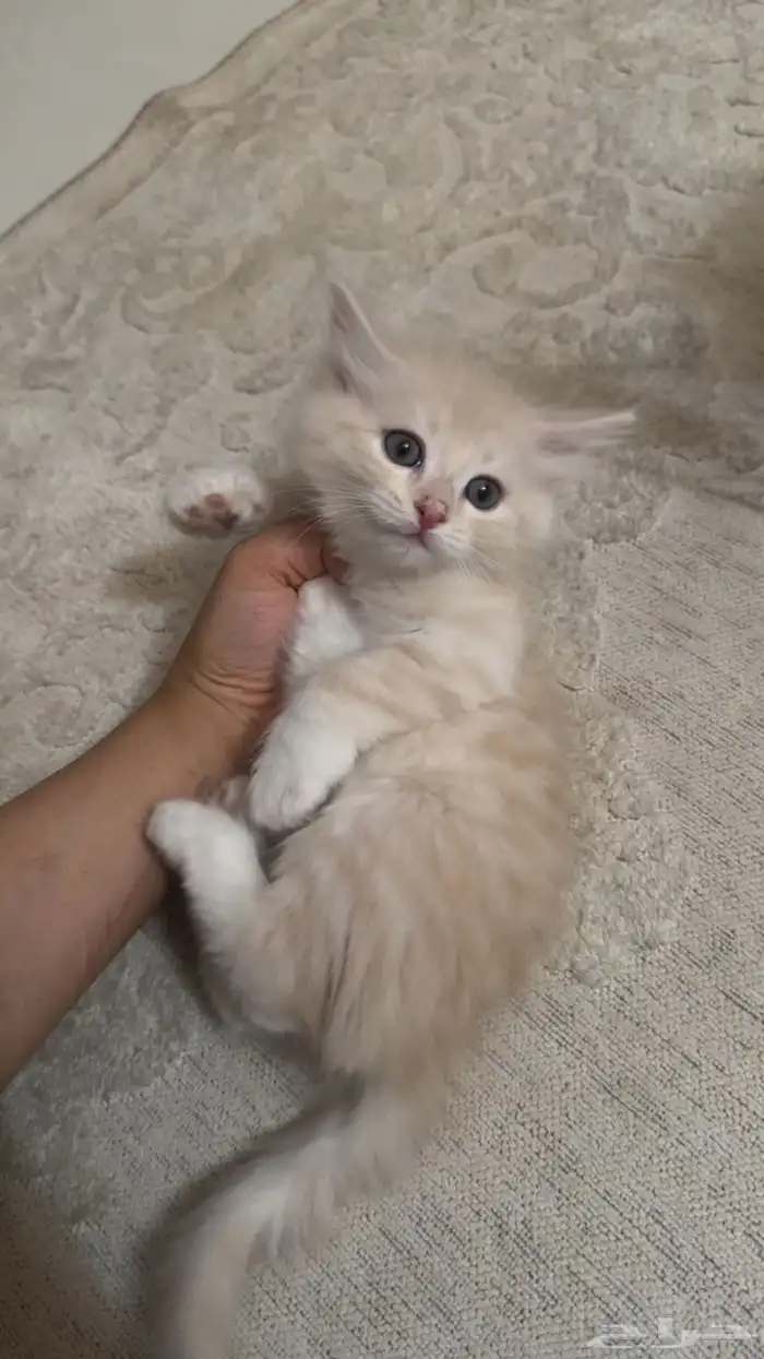 قطط كيتنز للبيع شيرازيه 3