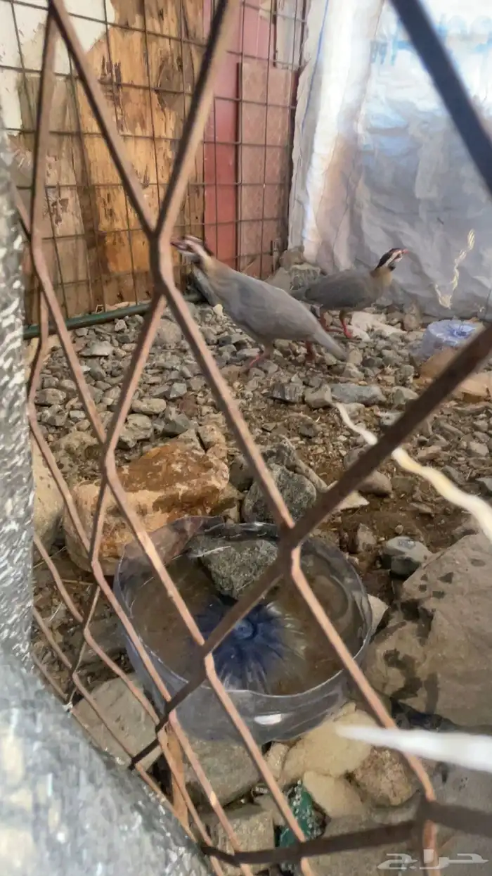 قهد للبيع 0