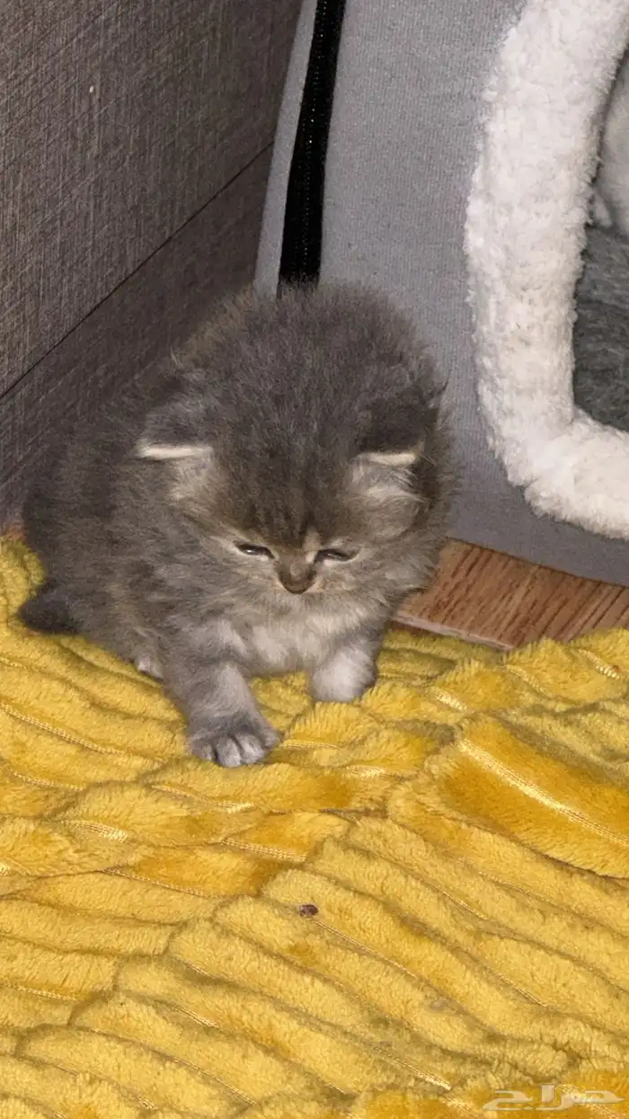 قطط 4 للحجز من أم شيرازية مميزة و أب سكوتش ستريت 2