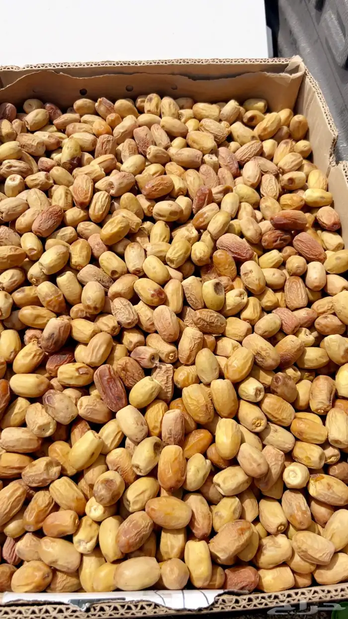 بديره قسب لينه وحبتها وسط 0
