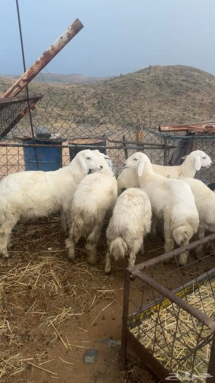 طليان ذبايح 0