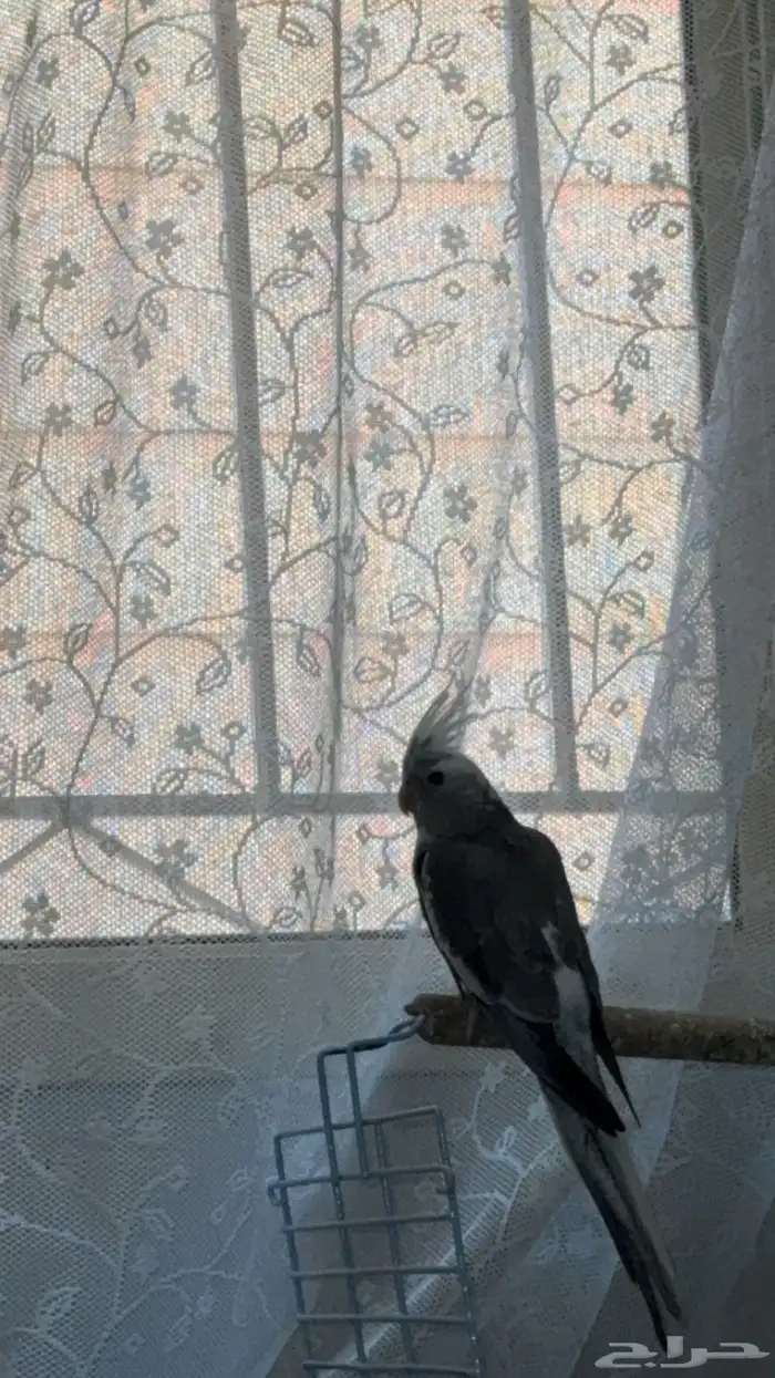 روز كروان 4