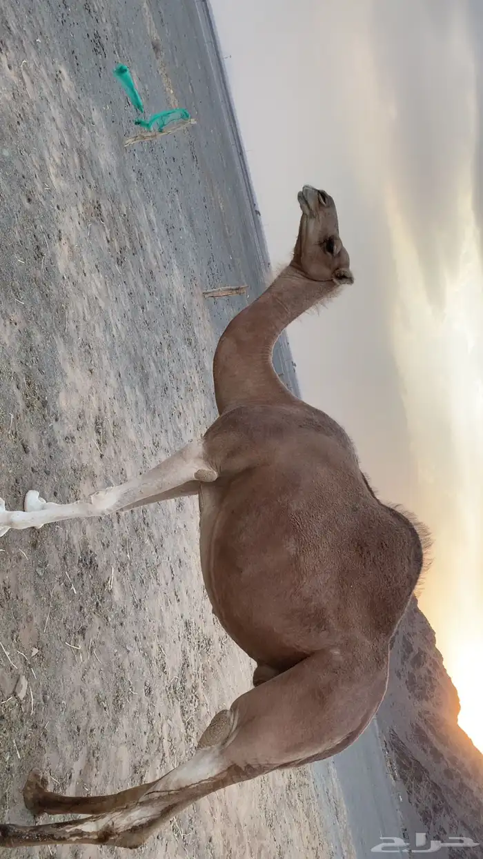 ناقه للبيع 1
