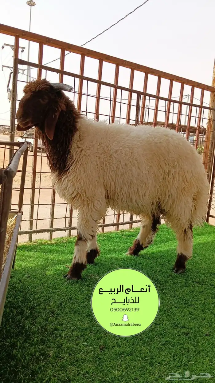 ذبايح شقراء تابي 0