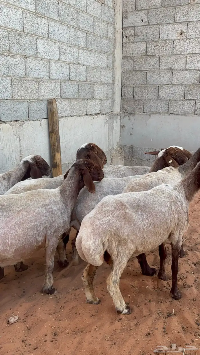 نعيم دفيع ب 1550 0