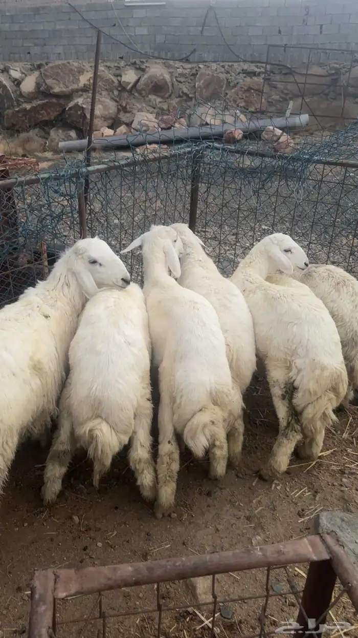 طليان ذبايح 1