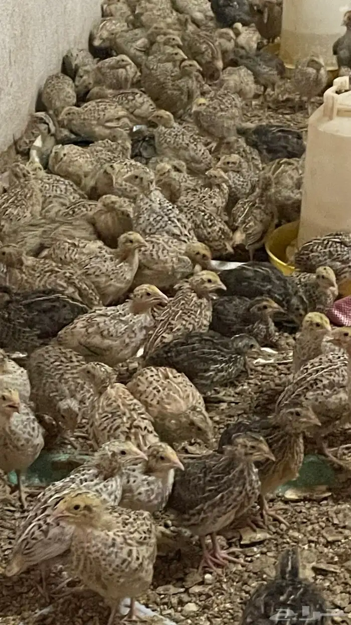 سمان بلدي 3