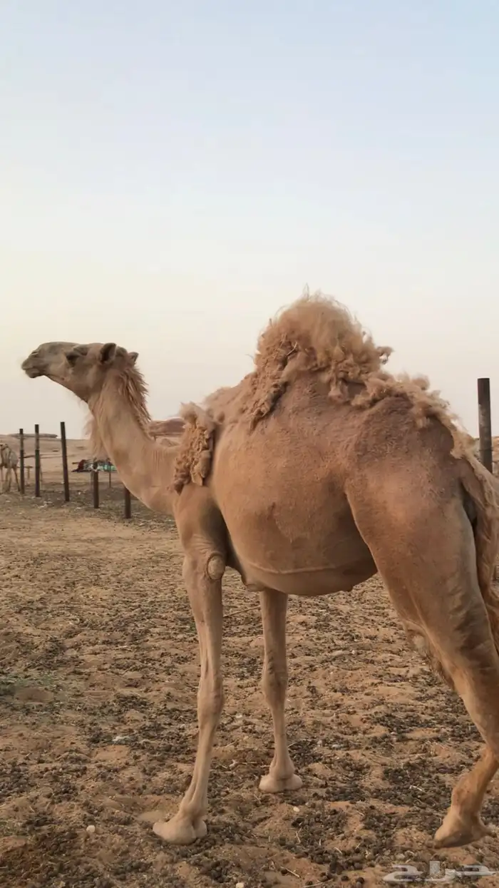 للبيع ناقة حائل مقفلة شحم 0