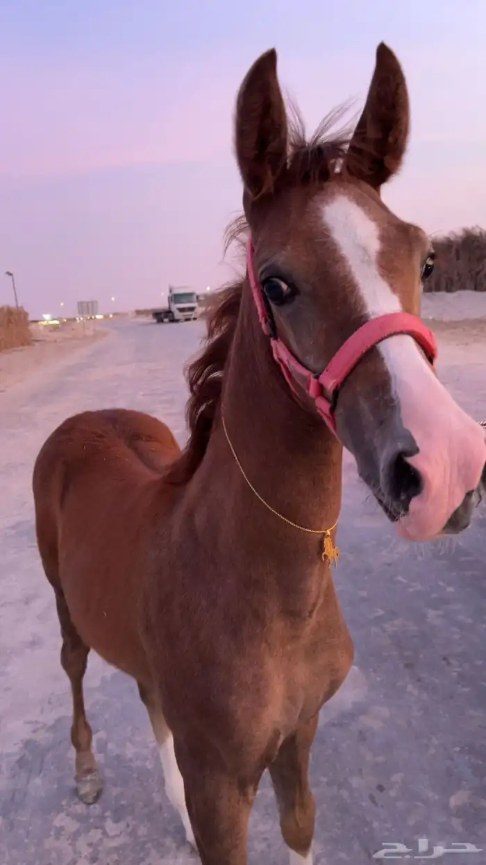فرس شعبيه مع مهرتها 2