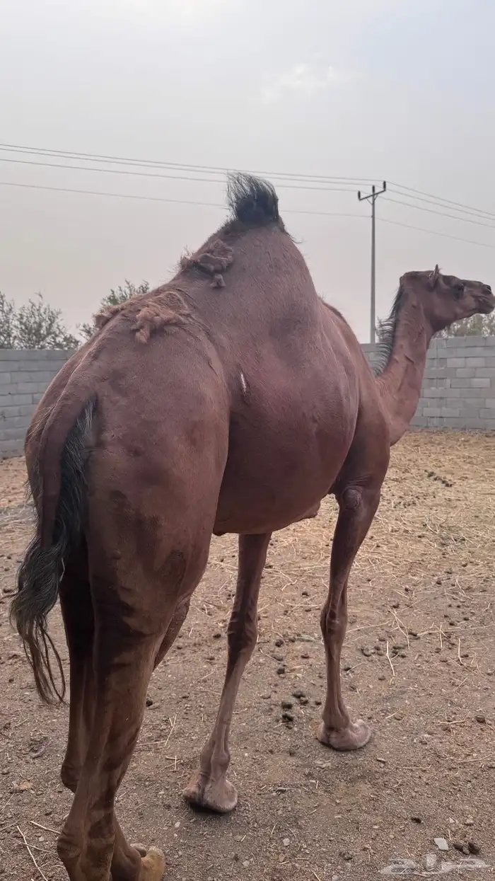 لقحه حمراء كفو الحد 7000 تم البيع 0